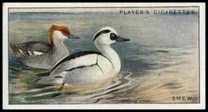 42 Smew